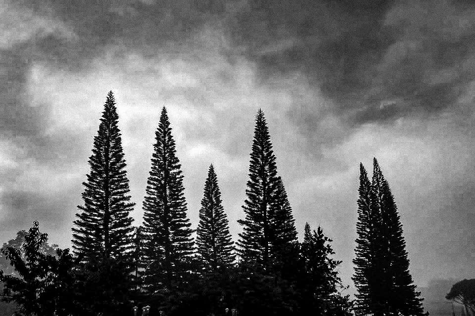 Dark Landscape